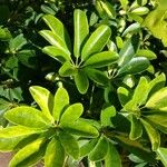 Schefflera arboricola葉