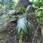 Oberonia disticha Yaprak