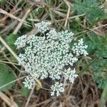 Daucus rouyiFlor