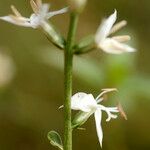 Coutoubea spicata Diğer