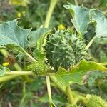 Datura ferox 果實