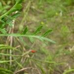 Lepidium squamatum Leaf