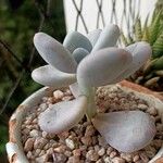 Pachyphytum oviferumপাতা