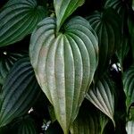 Dioscorea bulbifera Leaf