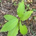 Castanea sativaFeuille