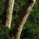 Phellodendron amurense Bark