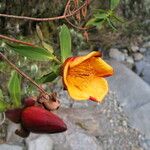 Hypericum bequaertii Flor