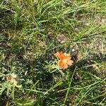 Sphaeralcea coccinea Flower