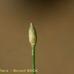 Eleocharis parvula Hoja