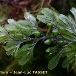 Hymenophyllum wilsonii Blad