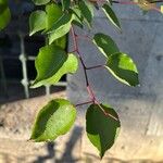 Prunus armeniaca 葉