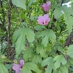 Hibiscus syriacusFlower