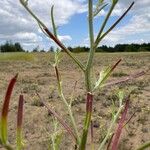 Corispermum pallasii ഇല