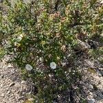 Cistus monspeliensis Habit