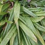 Carex plantaginea Leaf