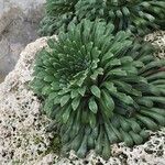 Saxifraga longifolia Leaf