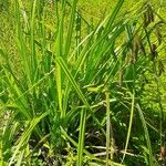 Carex pseudocyperus पत्ता