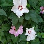 Hibiscus syriacusCvet