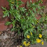 Senecio squalidus عادت داشتن