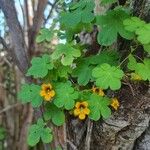 Tropaeolum pentaphyllum Flor