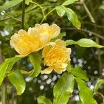 Rosa banksiae Blad