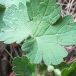 Geranium rotundifolium Hoja