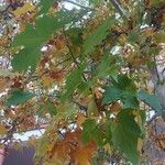 Platanus orientalis Листок