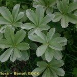 Potentilla valderia Mosusu