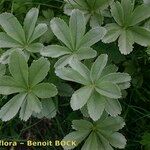 Potentilla valderia Other