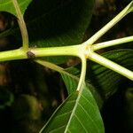 Psychotria luxurians Corteccia