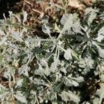 Achillea umbellata Deilen