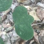 Passiflora lutea Leaf