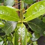 Viburnum odoratissimum Leaf