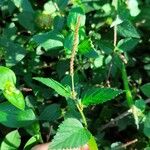 Acalypha multicaulis Liść