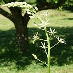 Ornithogalum sphaerocarpum Blüte