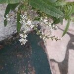 Aloysia triphylla Квітка