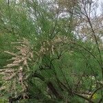 Tamarix ramosissima Kvet
