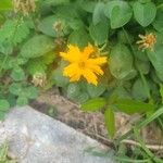 Coreopsis auriculata Flor