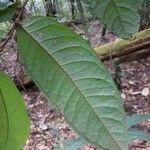 Hirtella silicea Leaf
