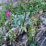 Matthiola incana Blatt