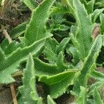 Tridax procumbens Lapas