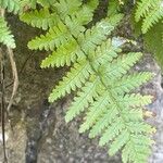 Dryopteris cristata पत्ता