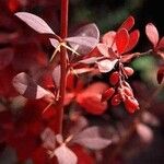 Berberis × ottawensis Frukt