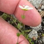 Sagina nodosa Flower