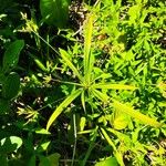 Cyperus laxus Çiçek