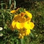 Erysimum cheiri ᱮᱴᱟᱜ