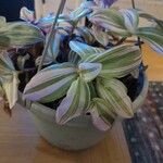 Tradescantia fluminensis叶