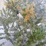 Acacia podalyriifolia Hoja