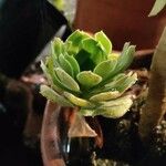 Aeonium simsii Blatt