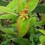 Hypericum × inodorum Flower